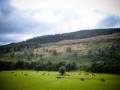 Faseeh-shams-photography-highlands-8.jpg